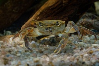 Krab jezerni - Potamon fluviatile - Freshwater Crab o0055